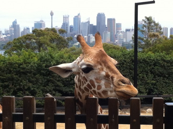 Giraffe at sydney zoo