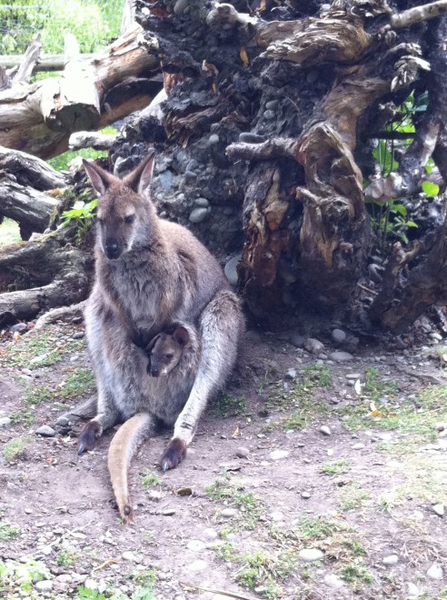 Wallaby mama and baby :)